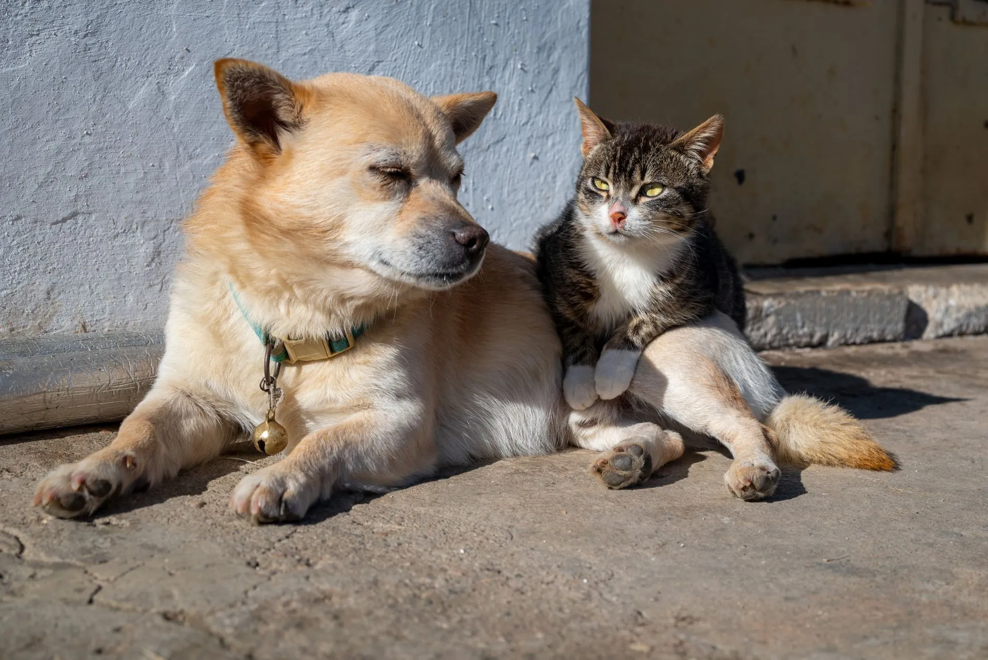 Capa da Solar Pet