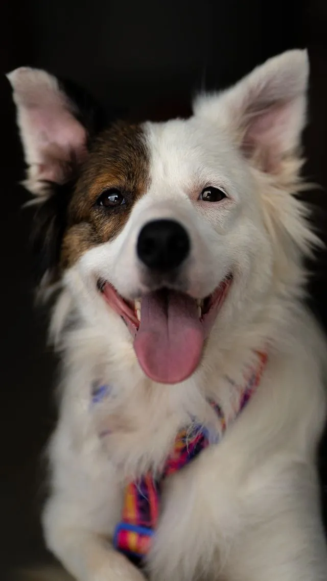 Cachorro feliz